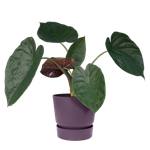 greenville rund 30cm vintage pflaume